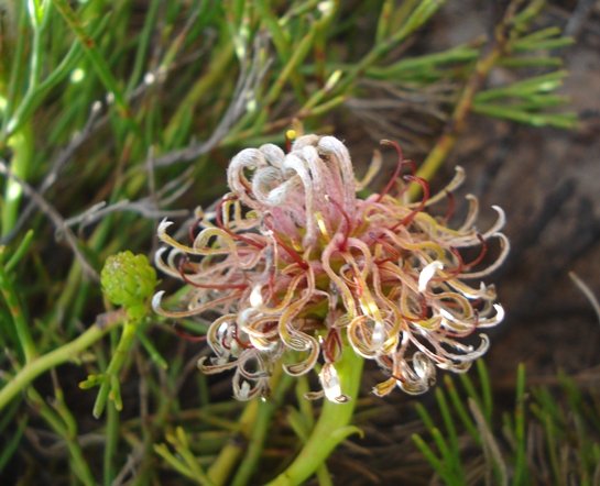 Serruria cygnea flowerhead accompanied by green youngster